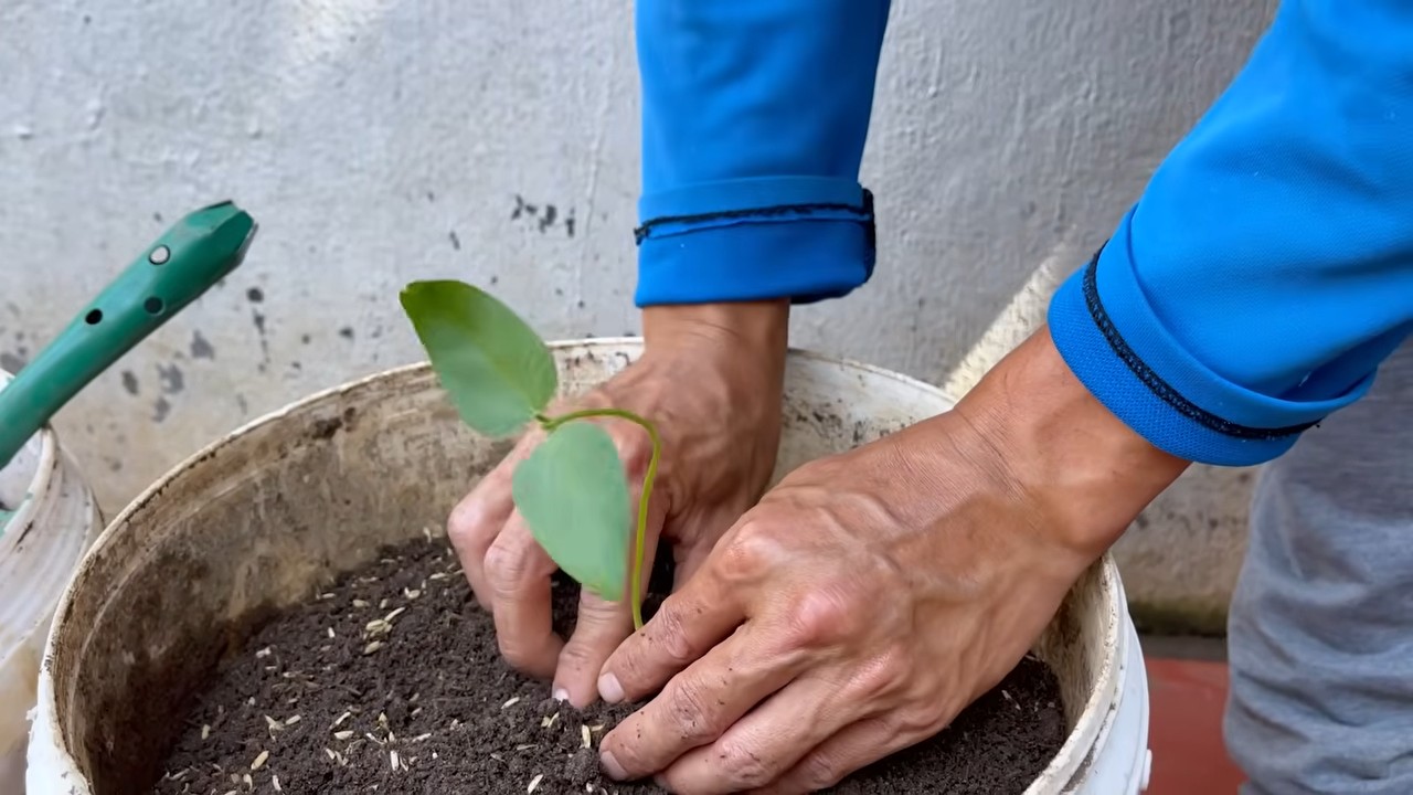 Grow Long Beans Easily