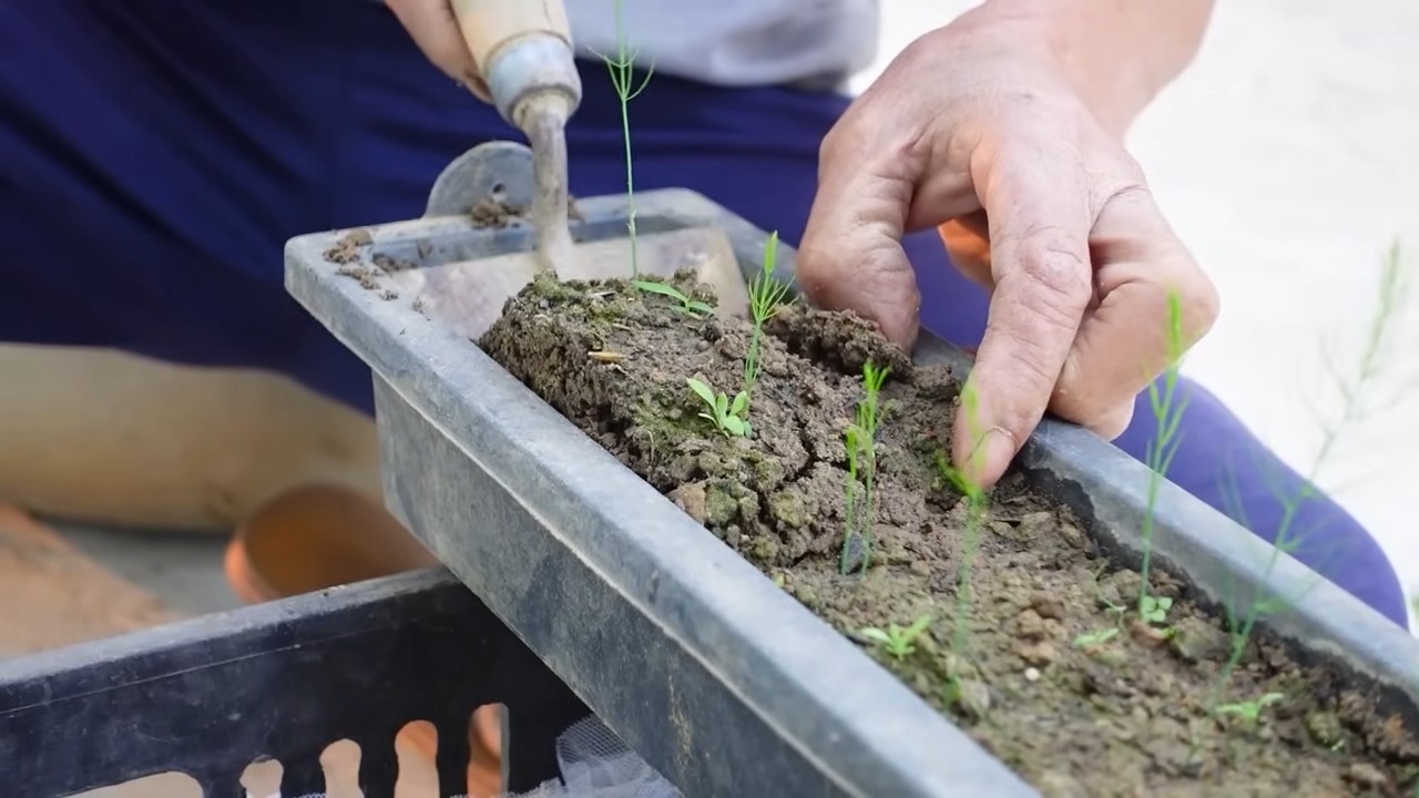 Growing Asparagus at Home