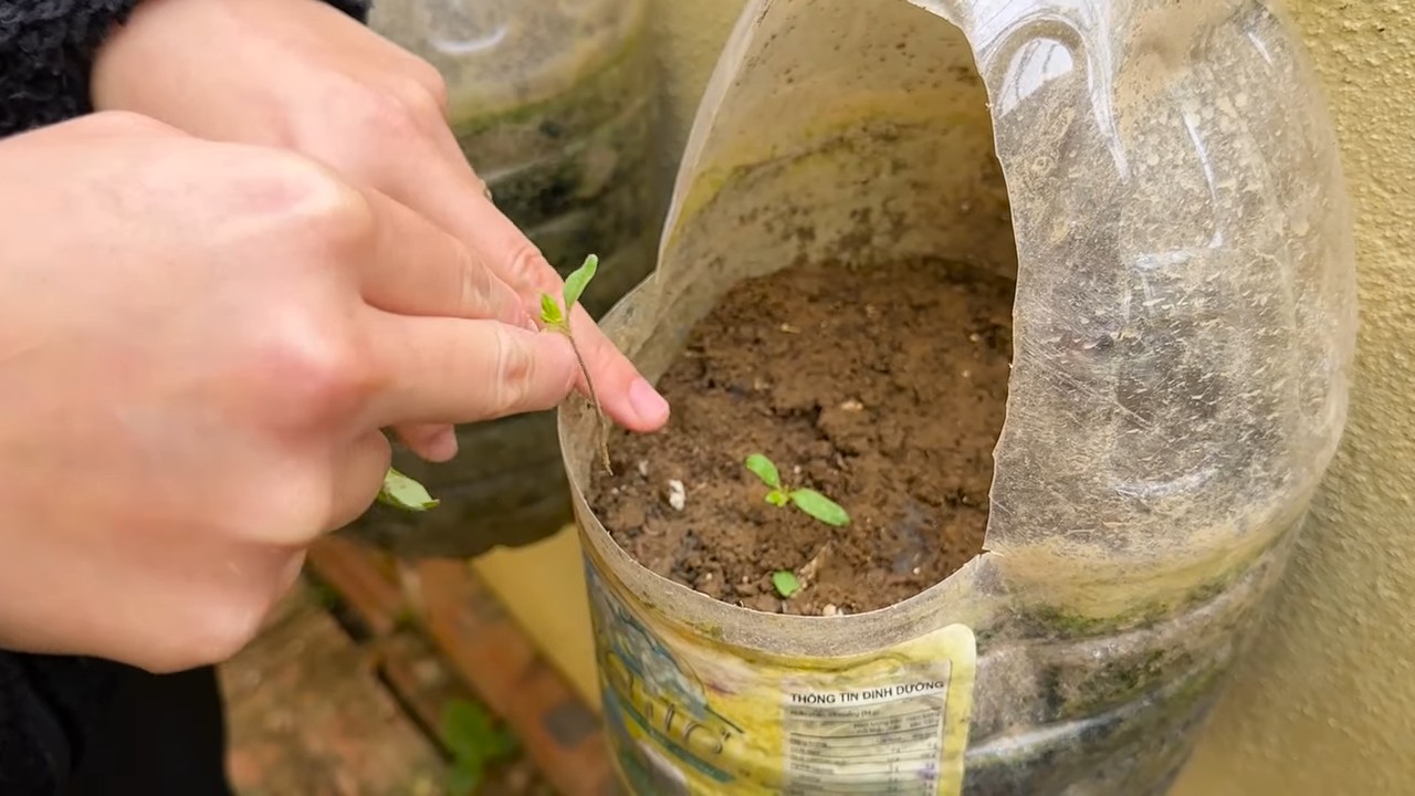 High Yield Tomatoes at Home
