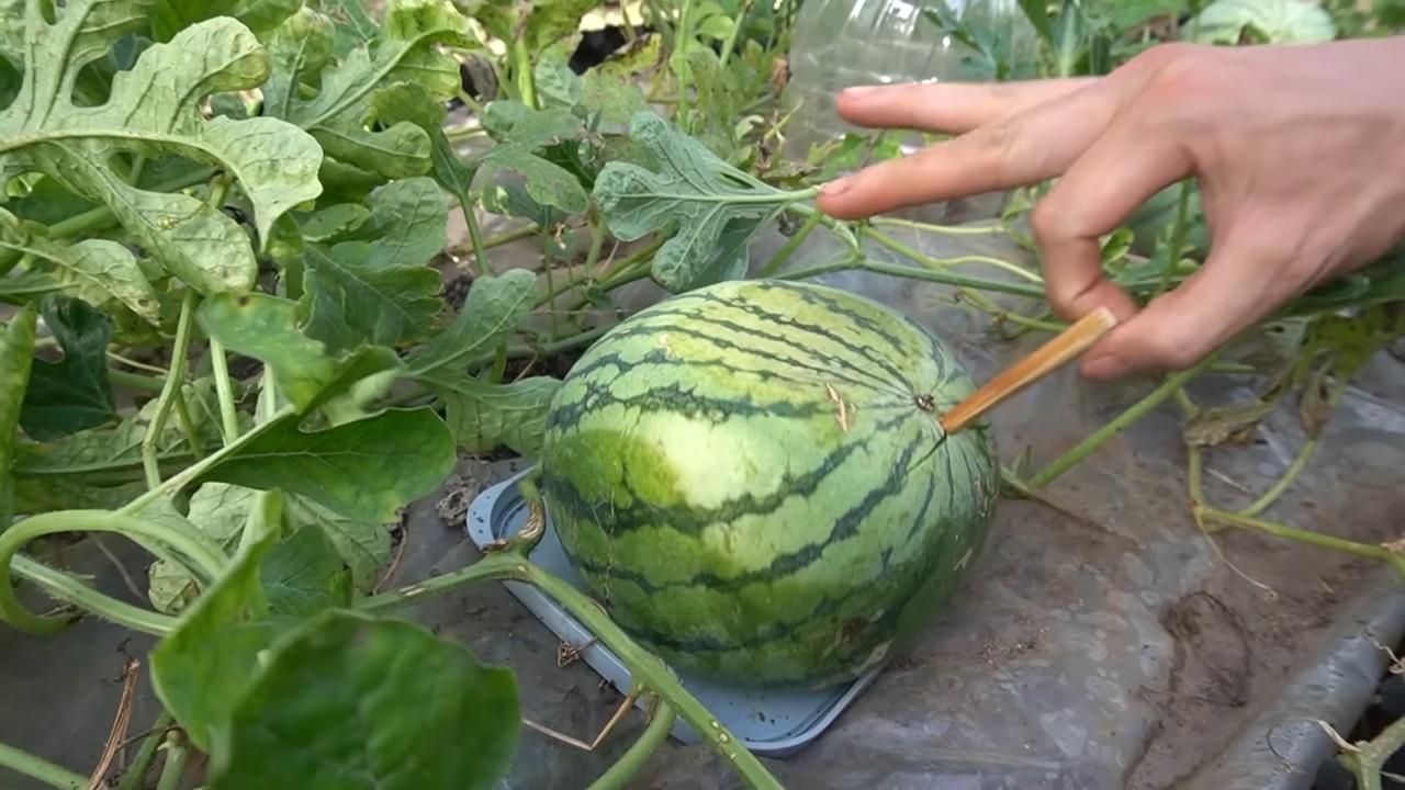 Square Watermelon Growing Guide
