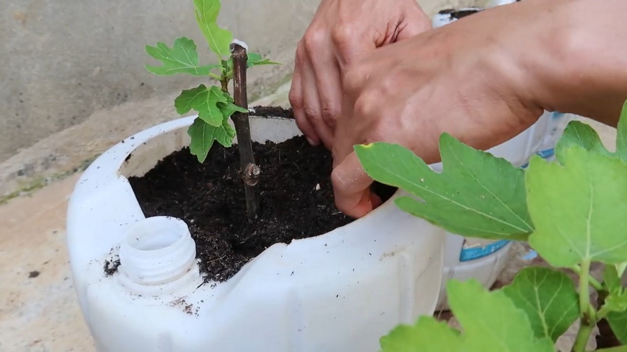 Growing Figs in Bottles