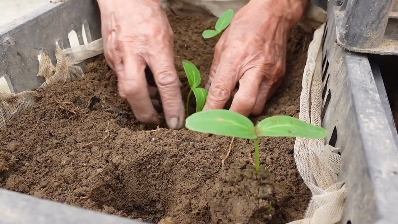 Cucumber harvest mistakes