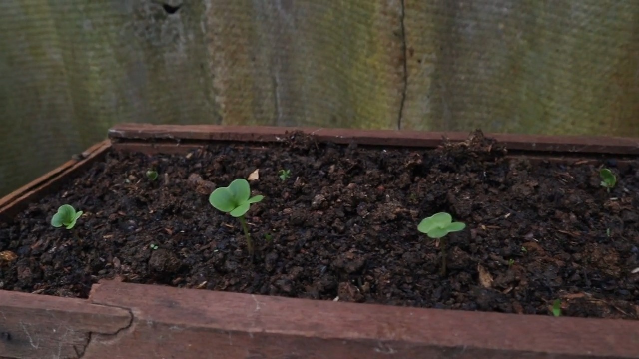 Grow Red Radishes Home