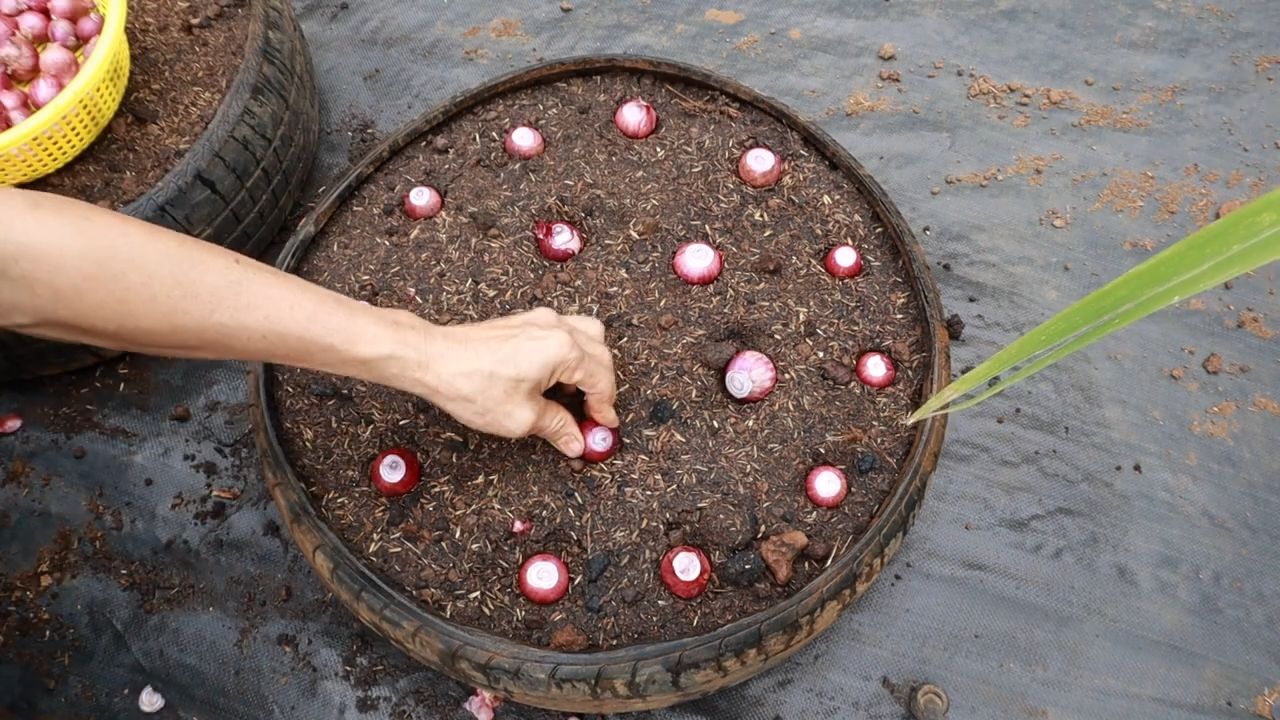 Grow Onions Easily at Home