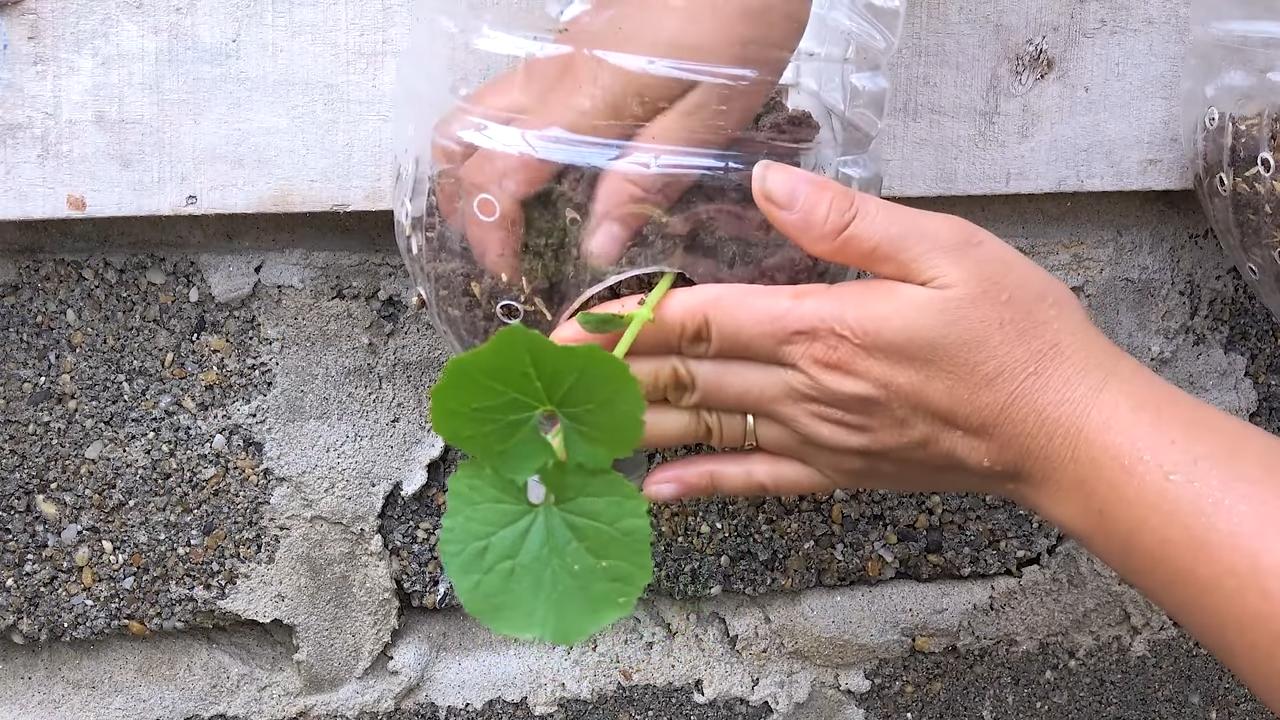 Balcony Bitter Melon Growing