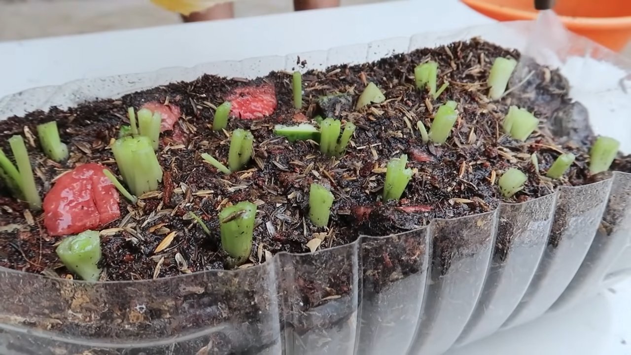 Grow Celery Fast