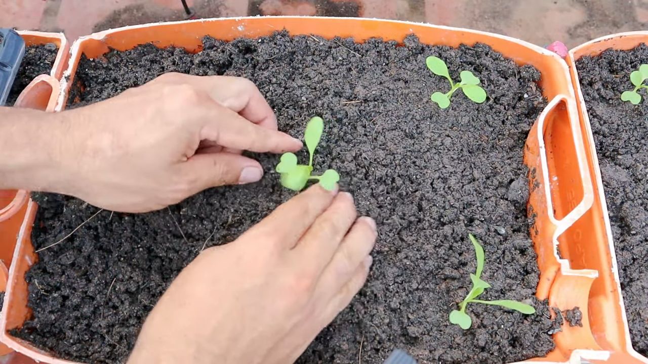 Grow Bok Choy Indoors