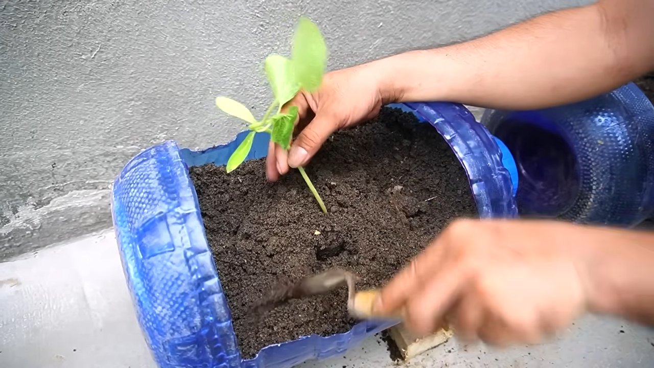 Grow Large Pumpkins DIY