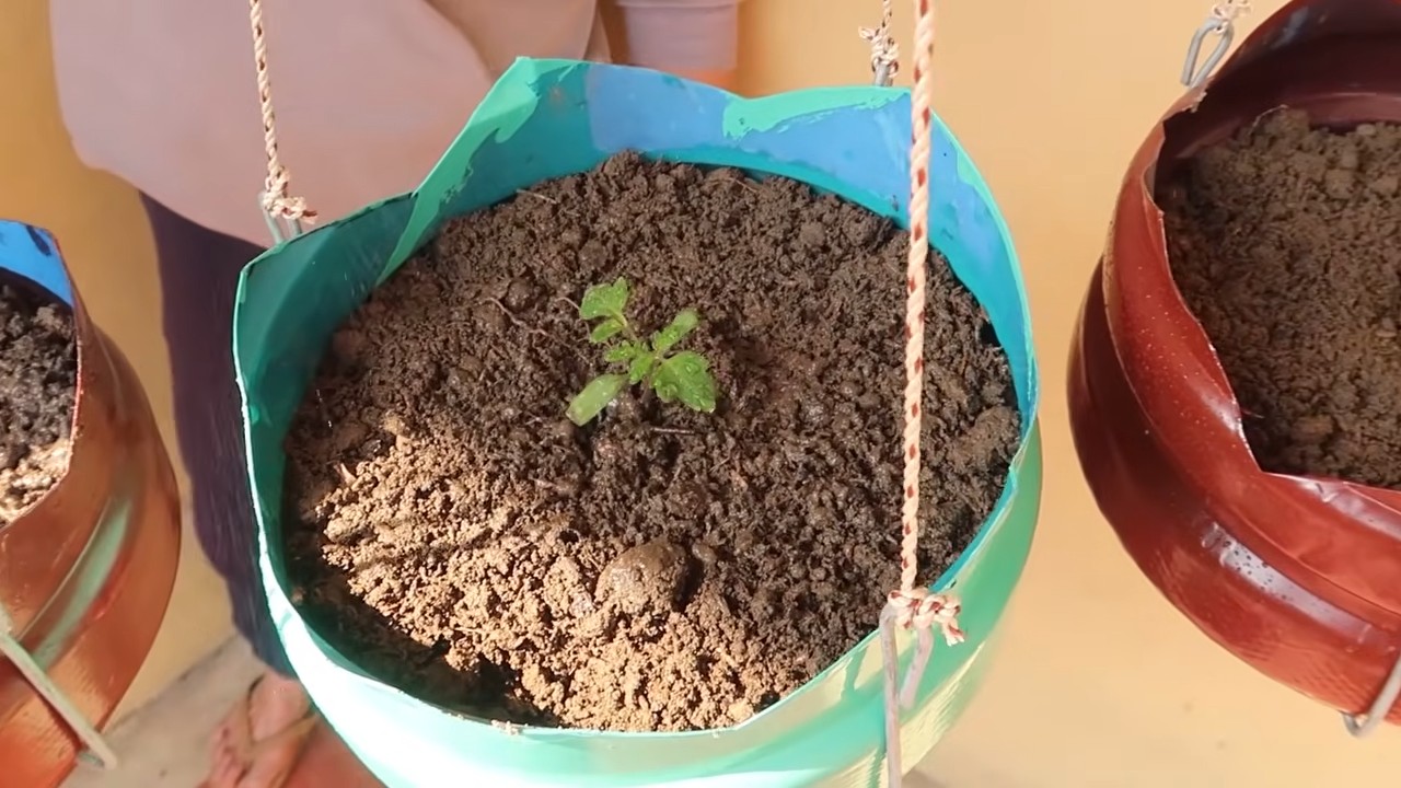 Easy tomato growing routine