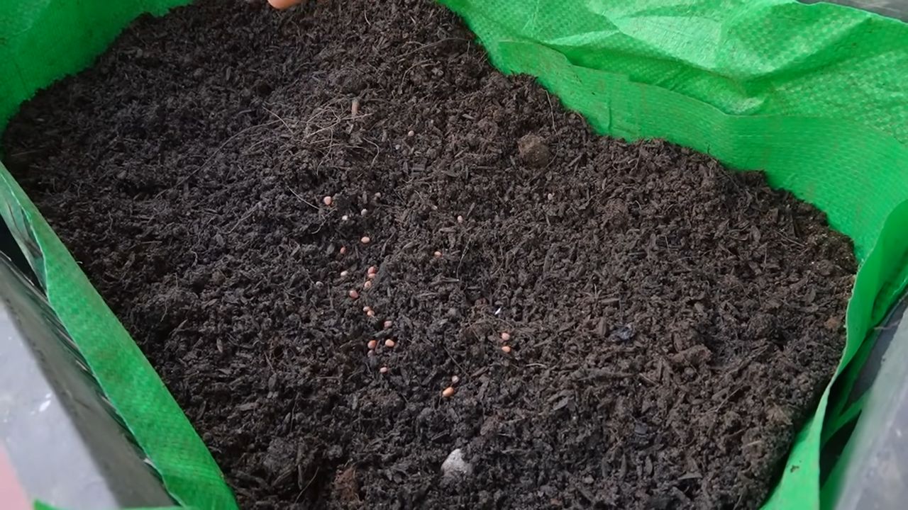 Radish gardening weekly harvest