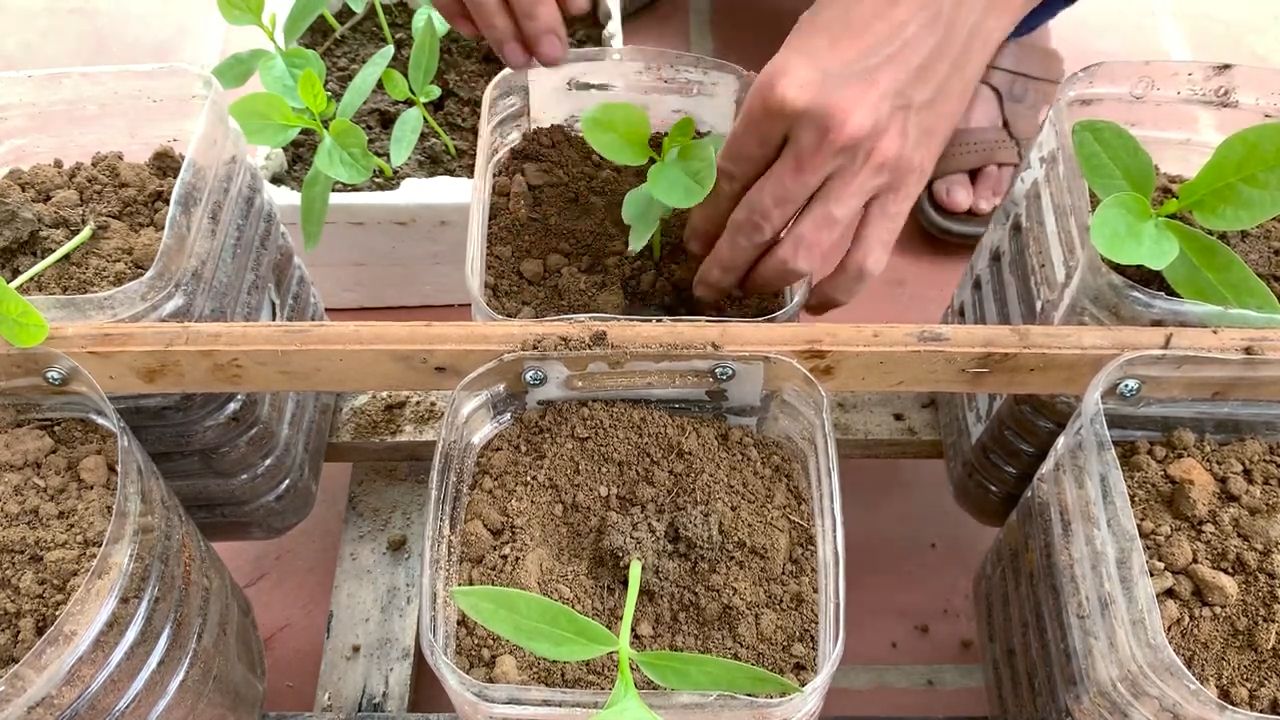 Grow Spinach at Home