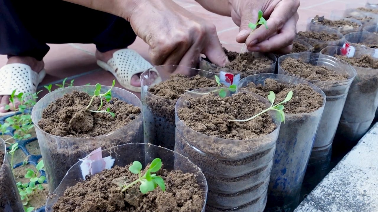 No yard gardening method