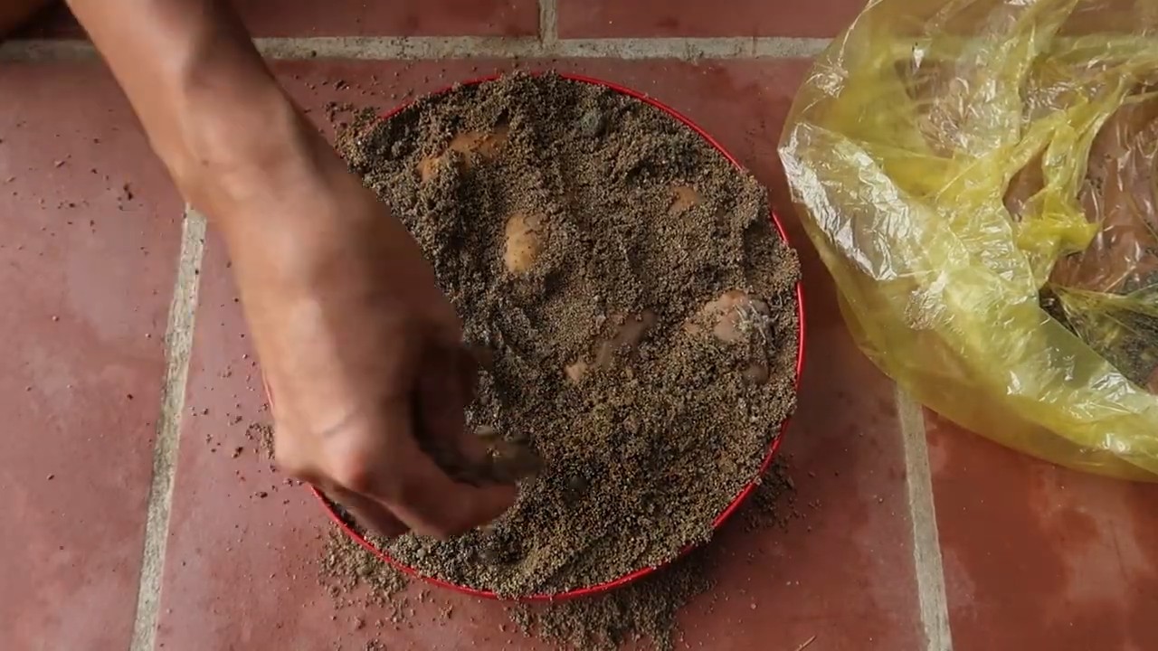 Grow Potatoes Indoors