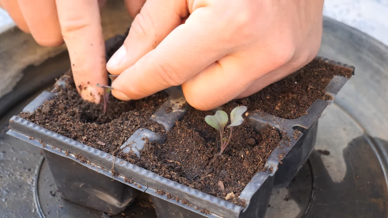 Balcony gardening red cabbage