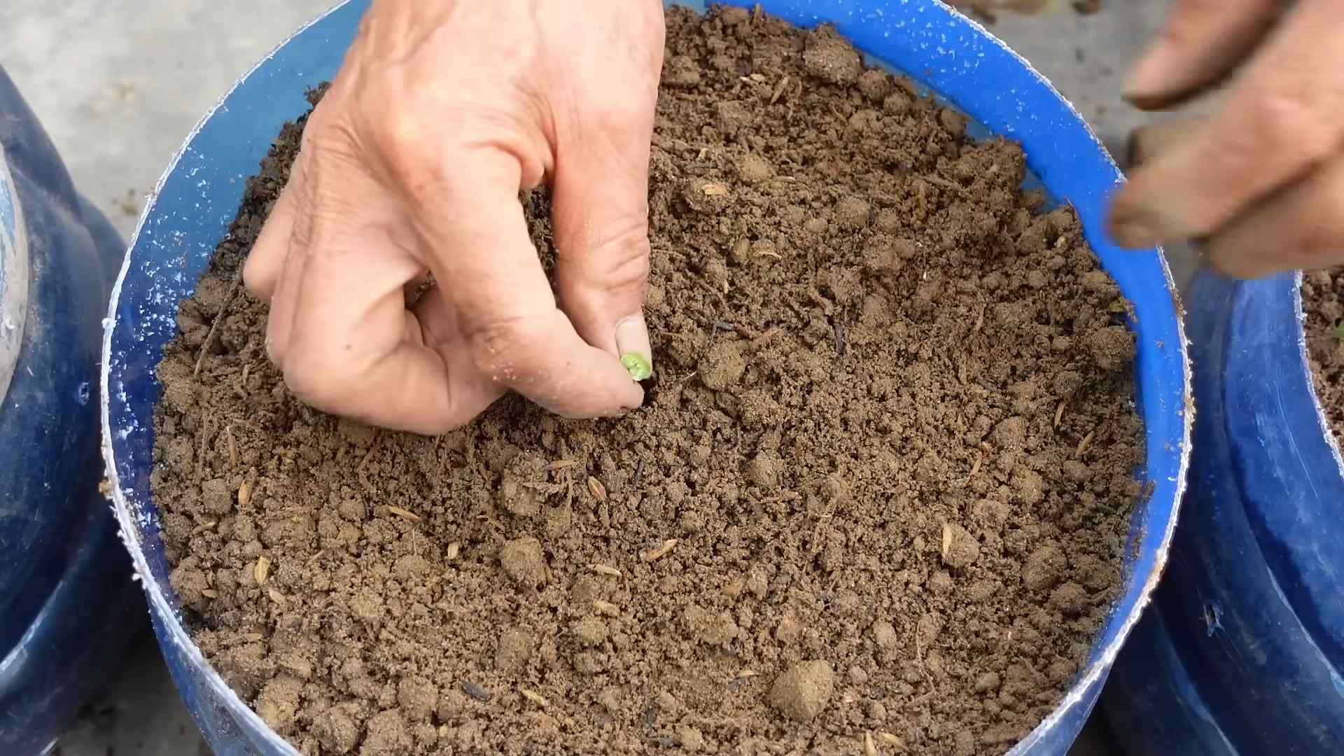 Growing Napa Cabbage Indoors