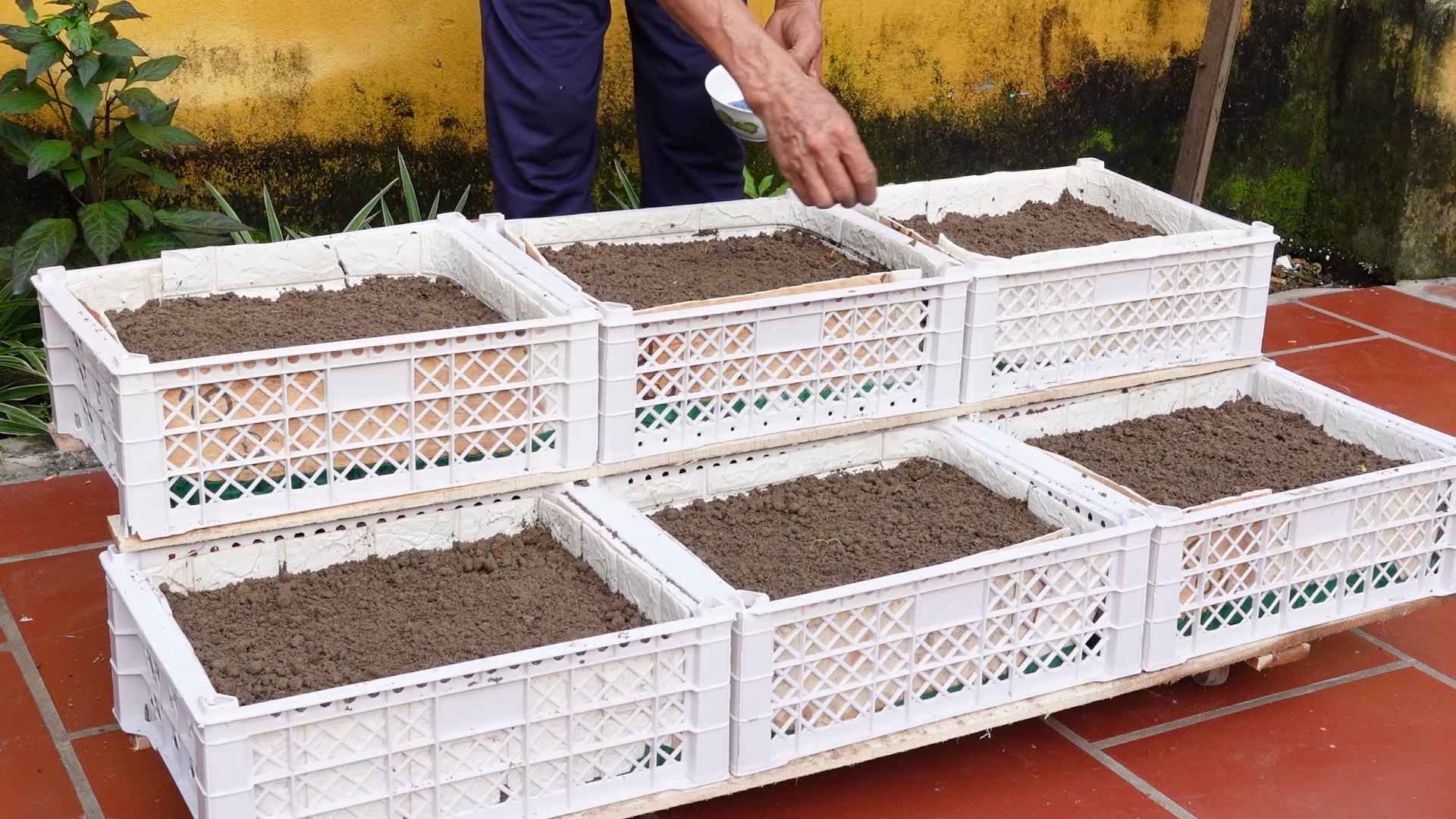 Growing vegetables indoors