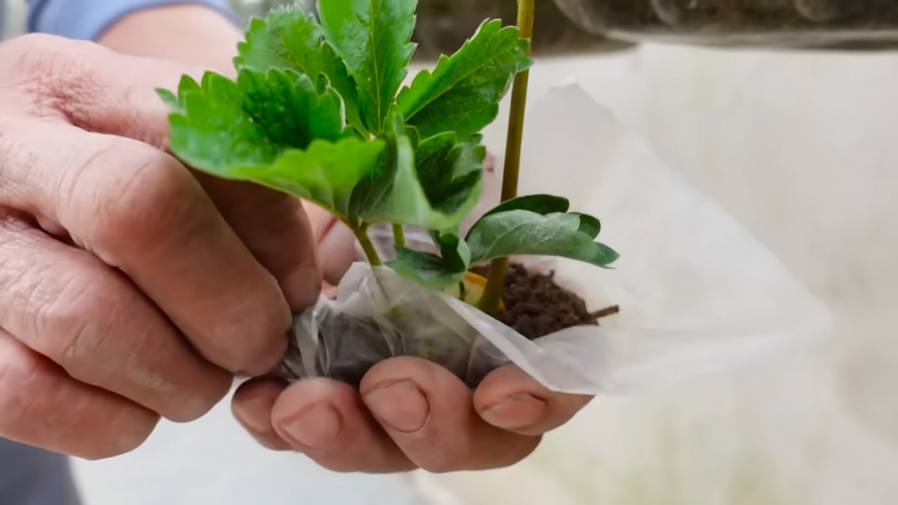 Indoor Strawberry Growing