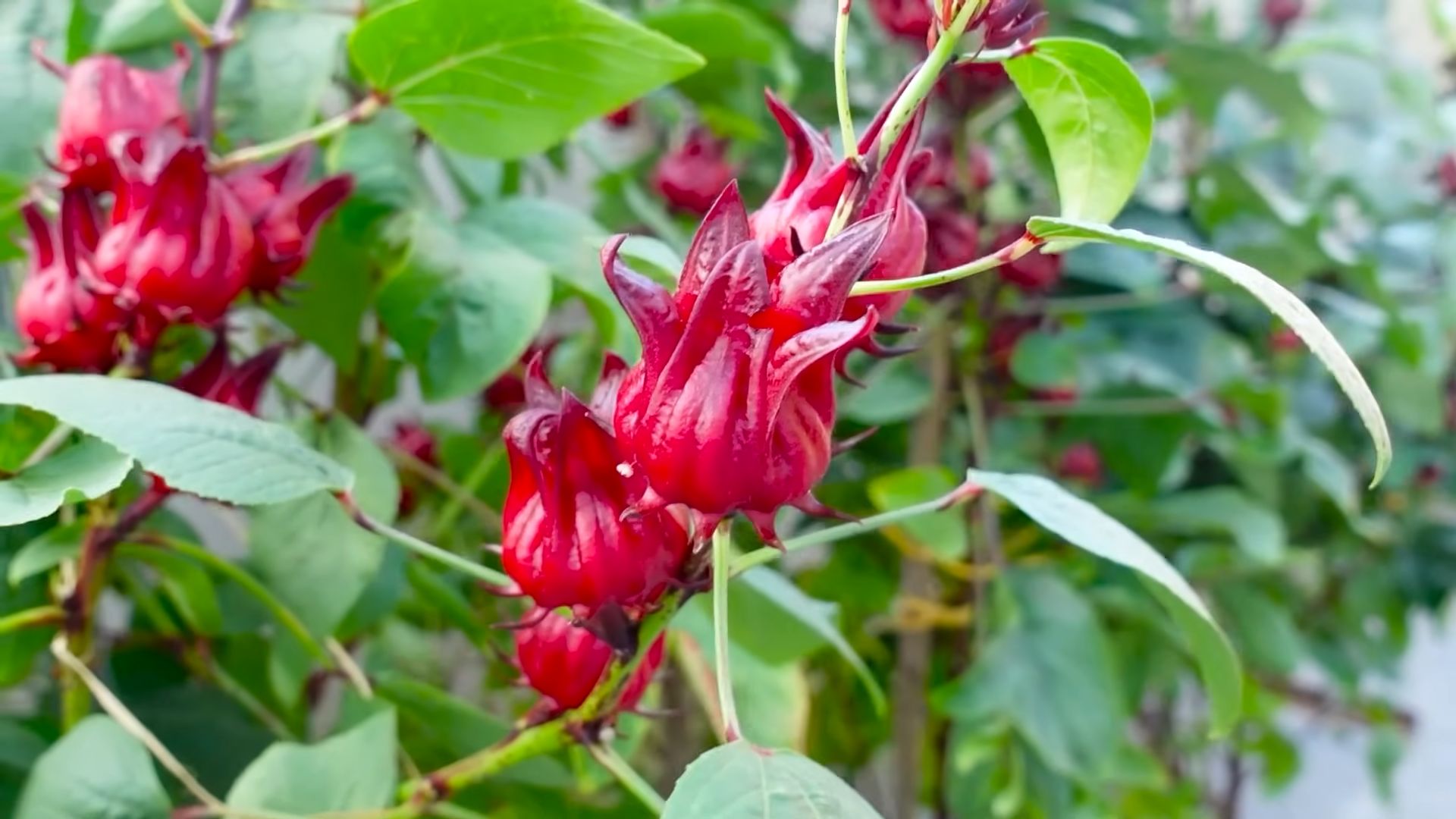 Hibiscus Blooming Secrets