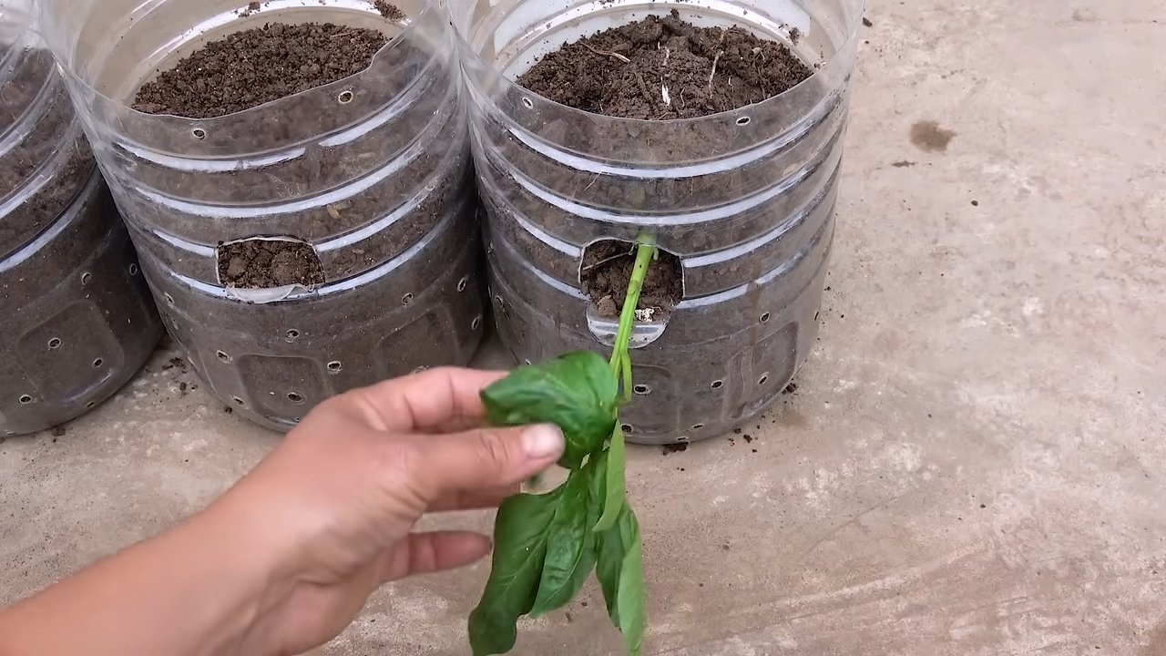 Bottle Grown Bell Peppers