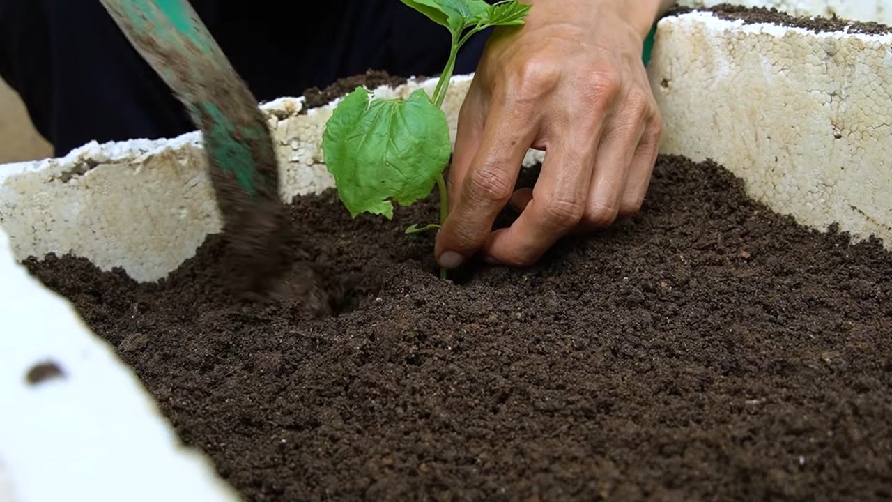 Grow bitter gourds