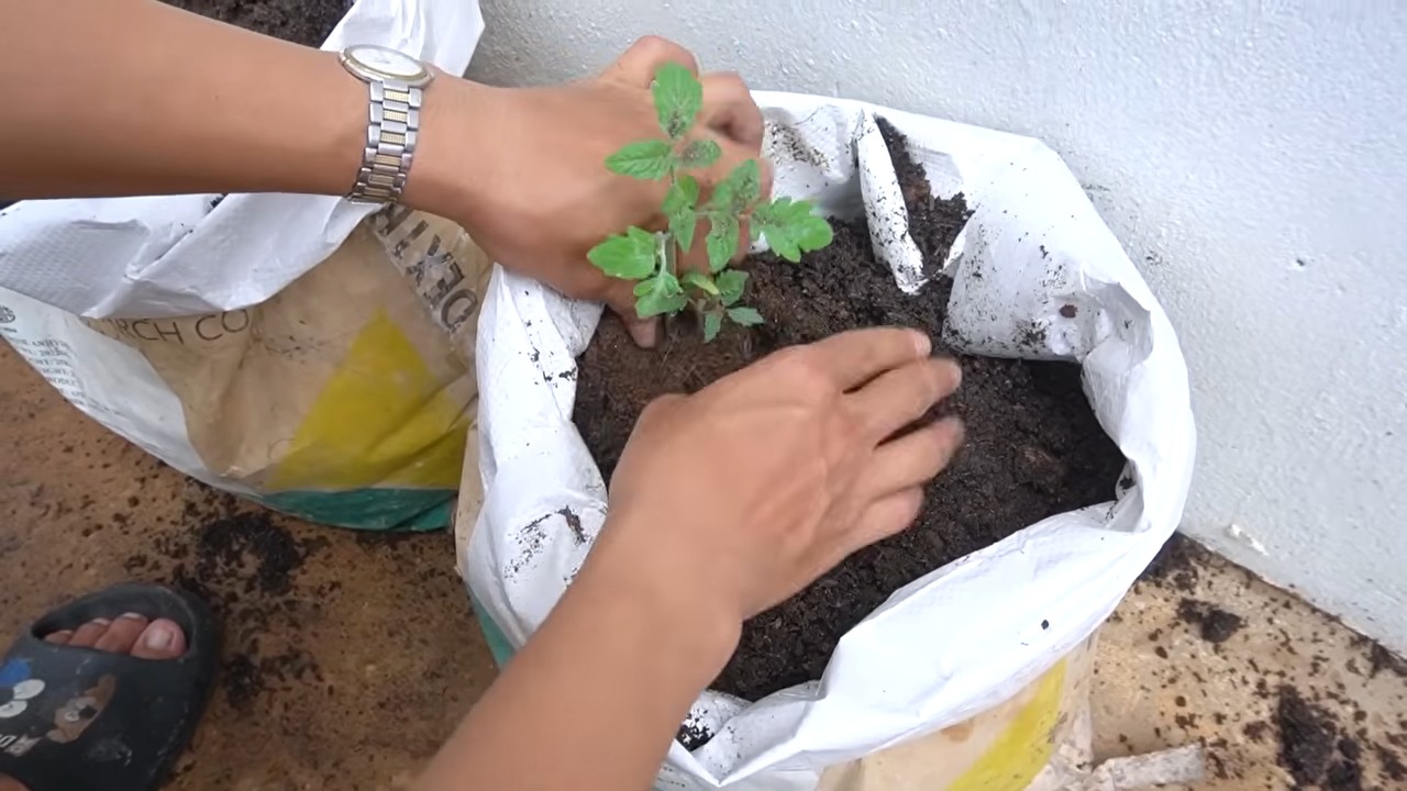 Tomato Growing Secrets