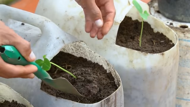 Growing tomatoes indoors beginner