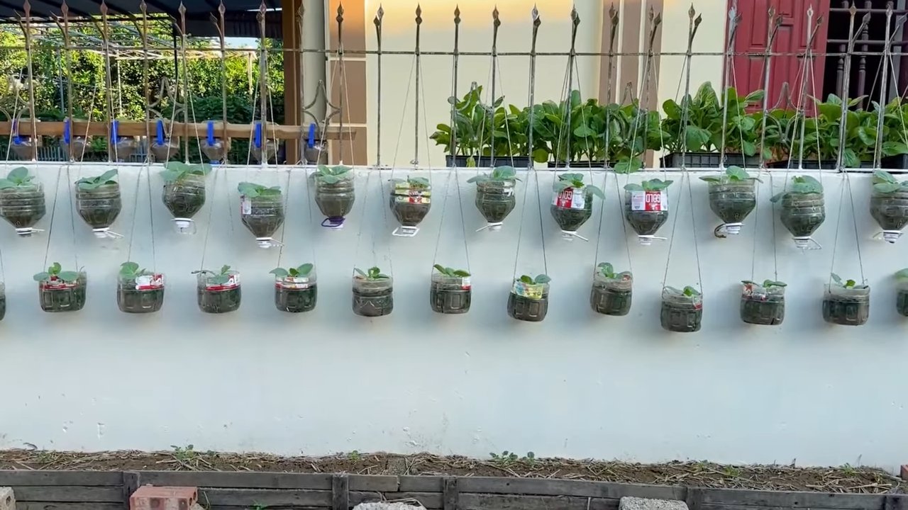 Plastic Bottle Gardening