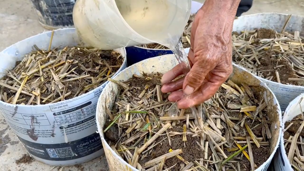 Growing Potatoes at Home