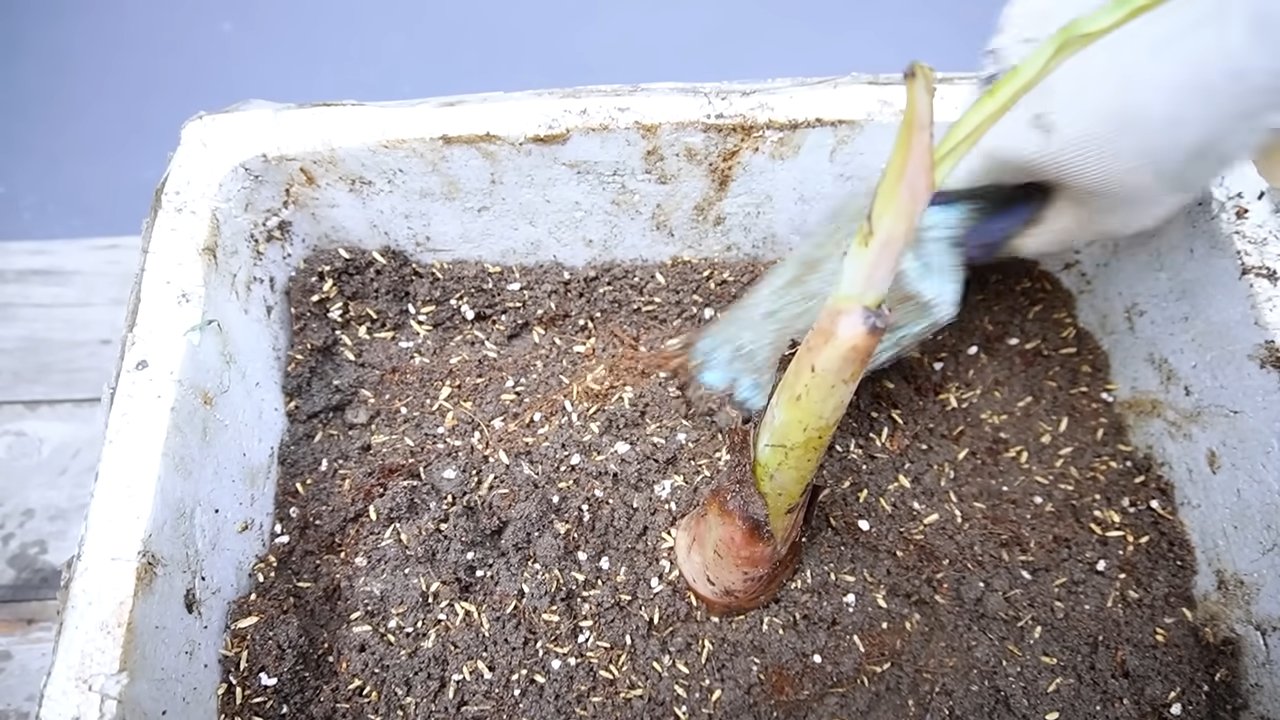 Grow Big Banana Bunches