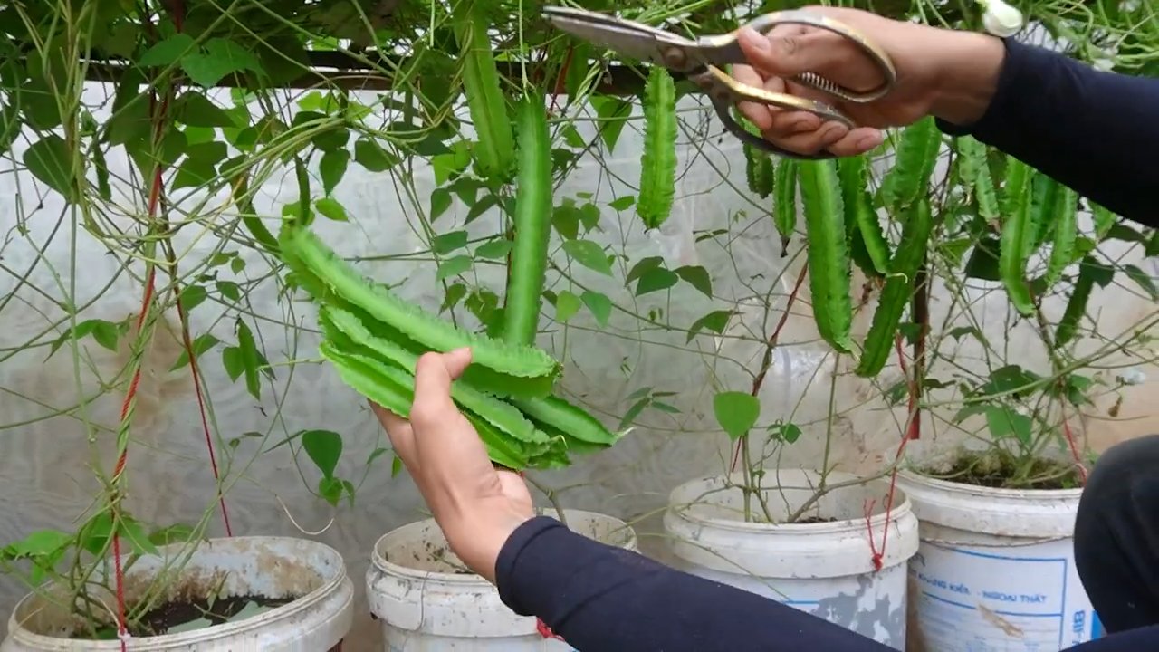 Grow Winged Beans Easily