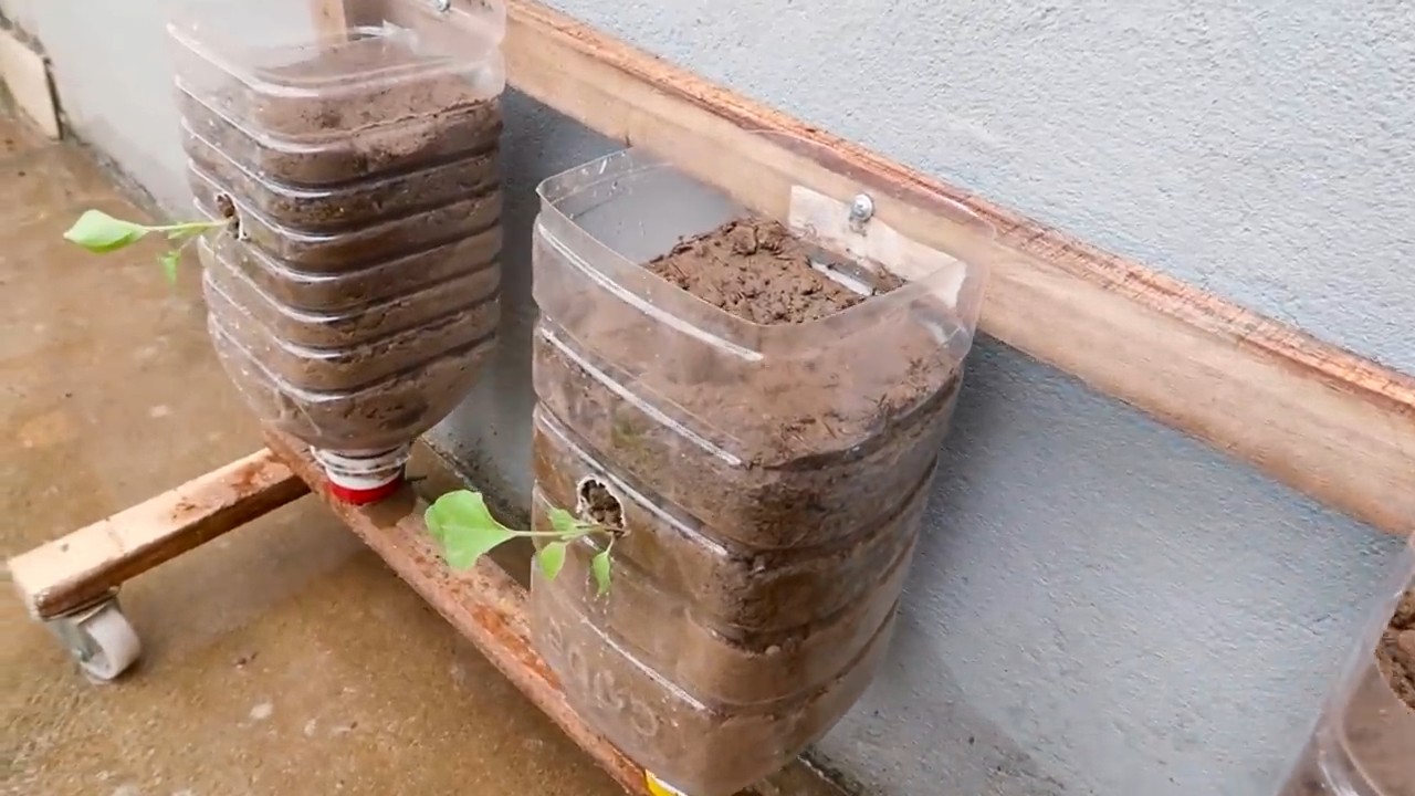 Easy eggplant growing tips