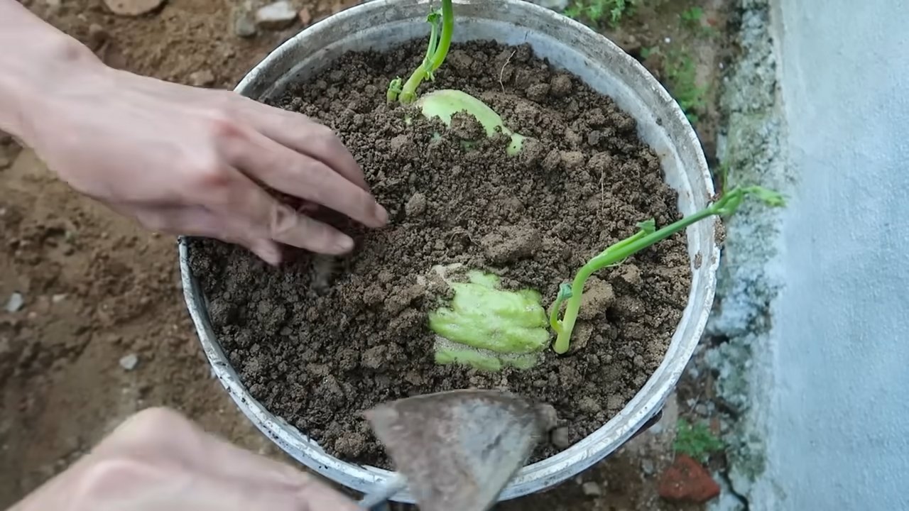 Grow Chayote Squash Quickly