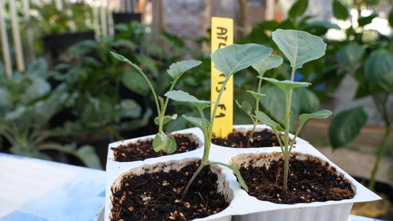Broccoli harvest schedule