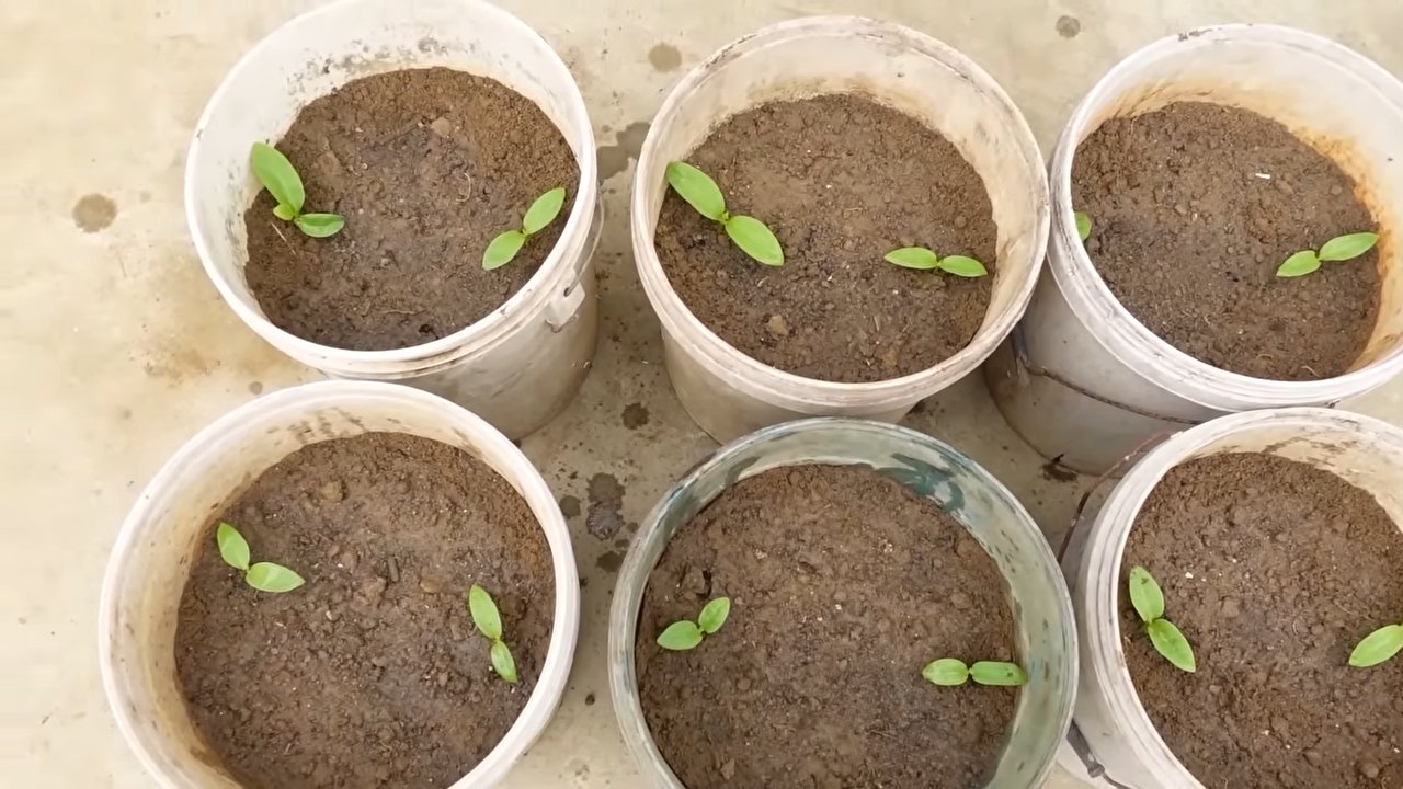 Vegetable tower DIY