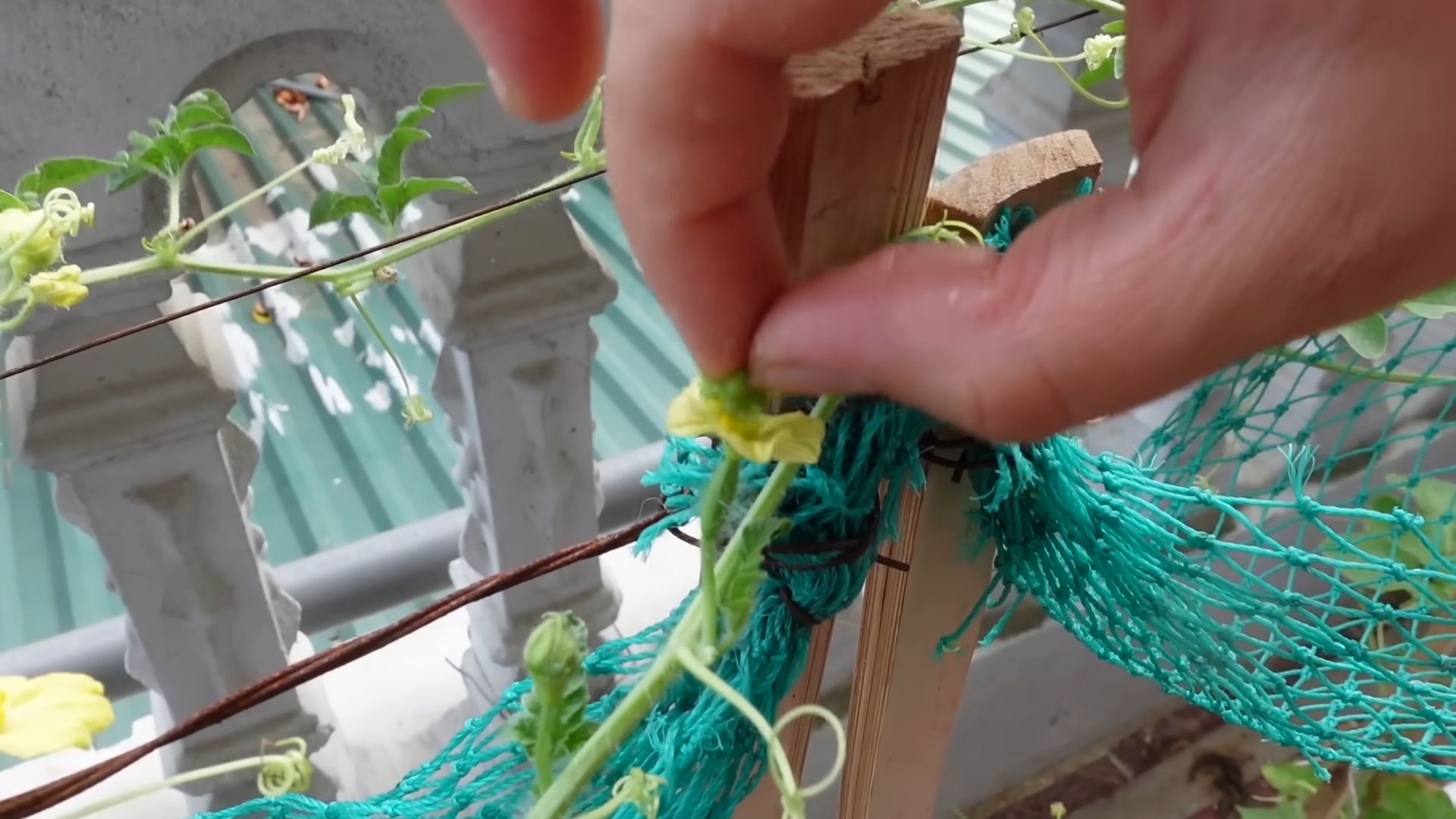 Easy watermelon growing tips