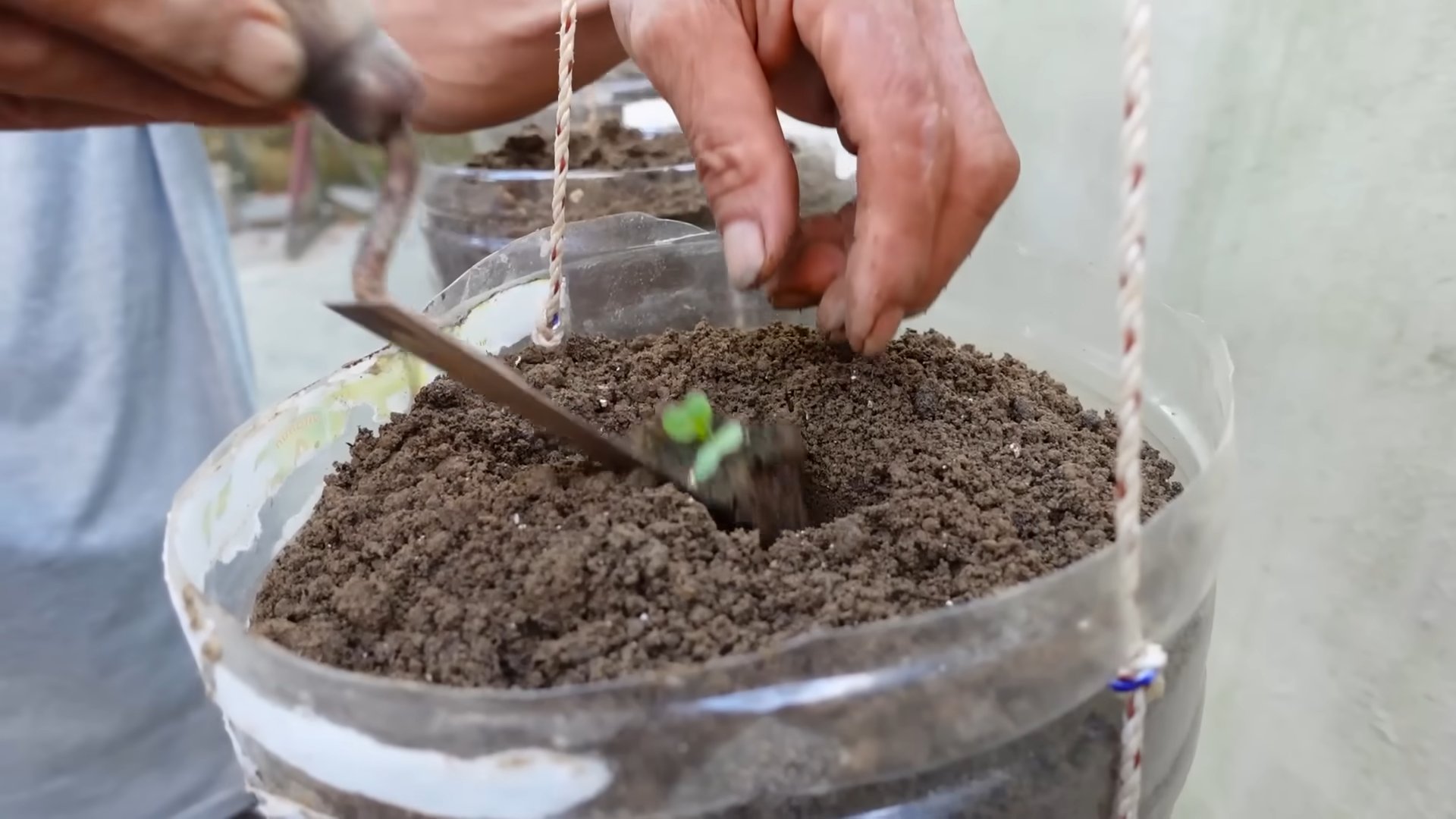 Growing Cabbage in Bottles