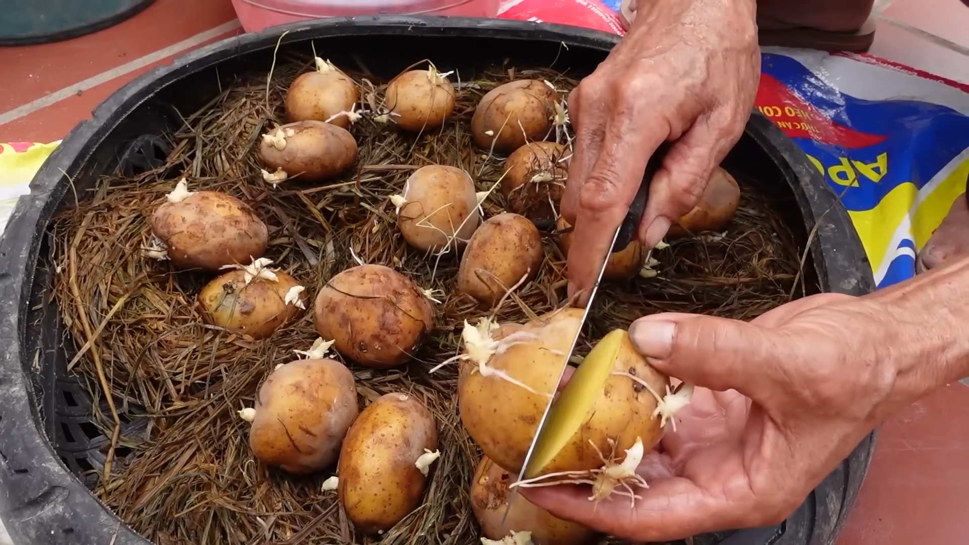 Growing potatoes in bags