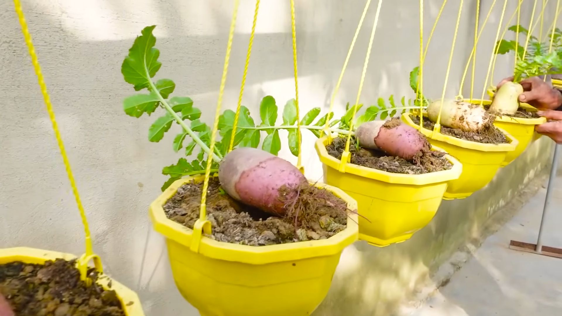 Easiest Radishes to Grow