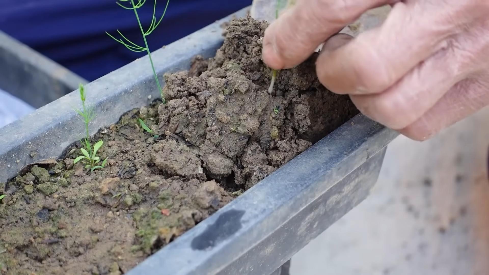 Growing Asparagus Backyard Easy