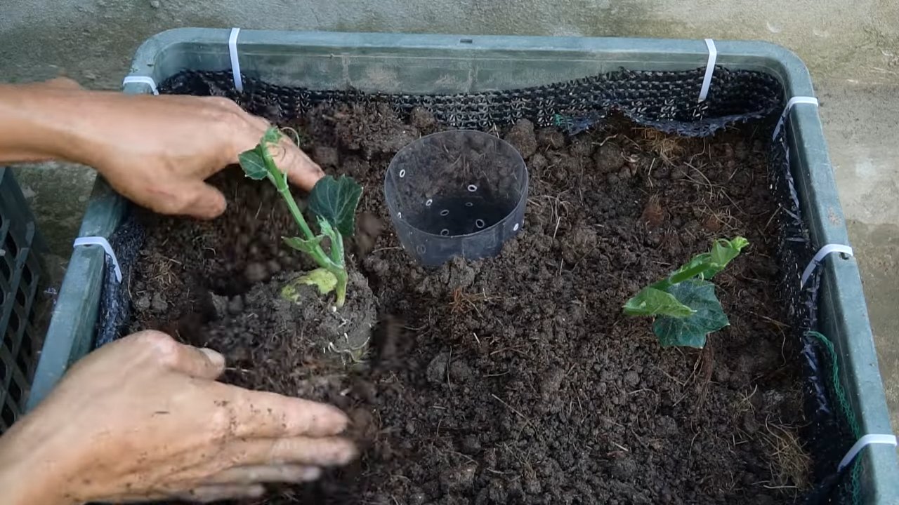 Grow Chayote Squash Backyard