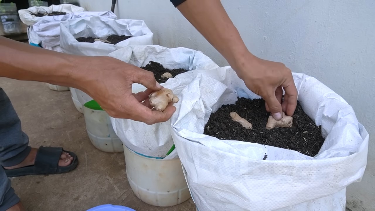 Backyard Ginger Growing