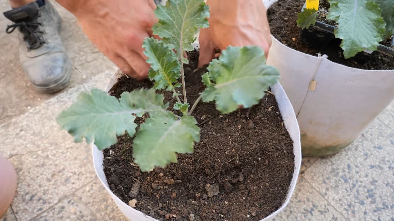 Grow Kale from Seed
