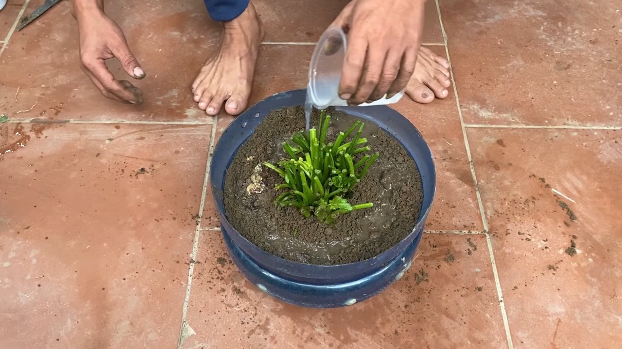Harvesting Backyard Celery