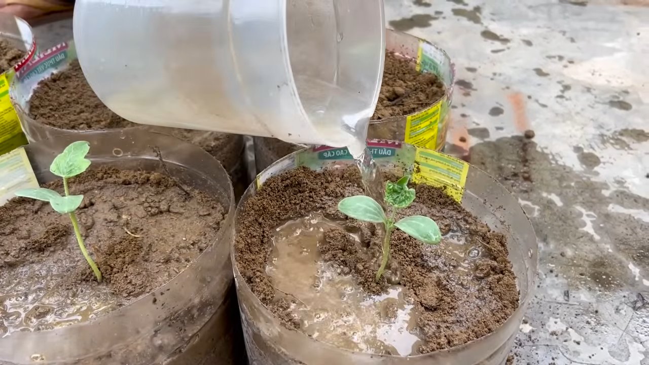 Grow Watermelons Easily