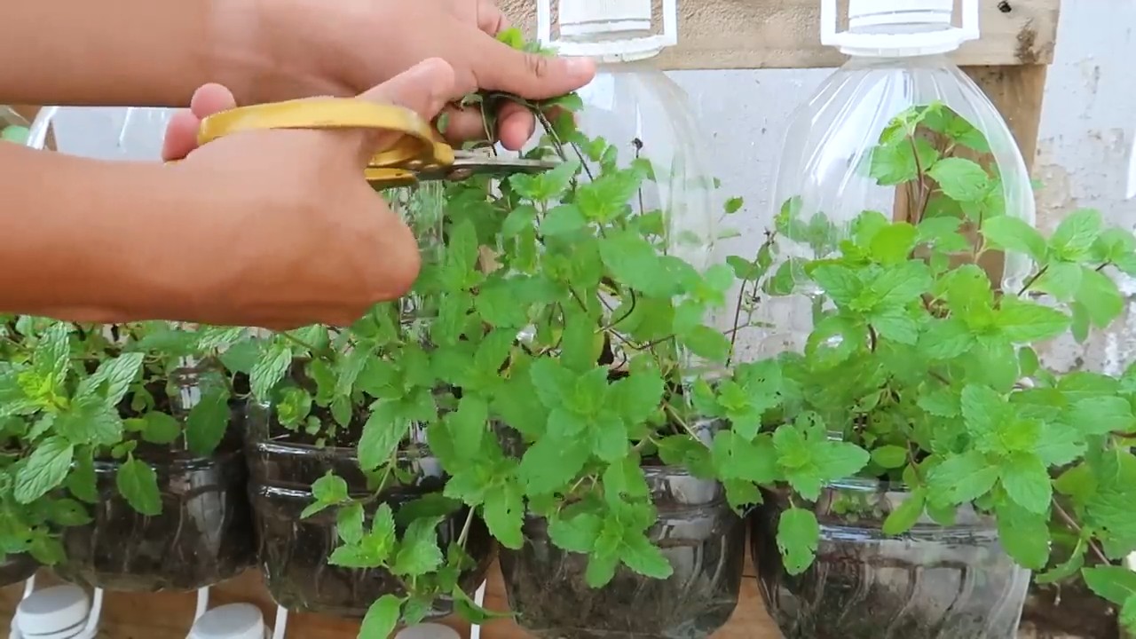 Grow Mint Indoors