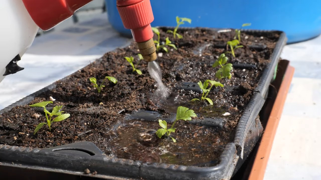 Celery container gardening harvest