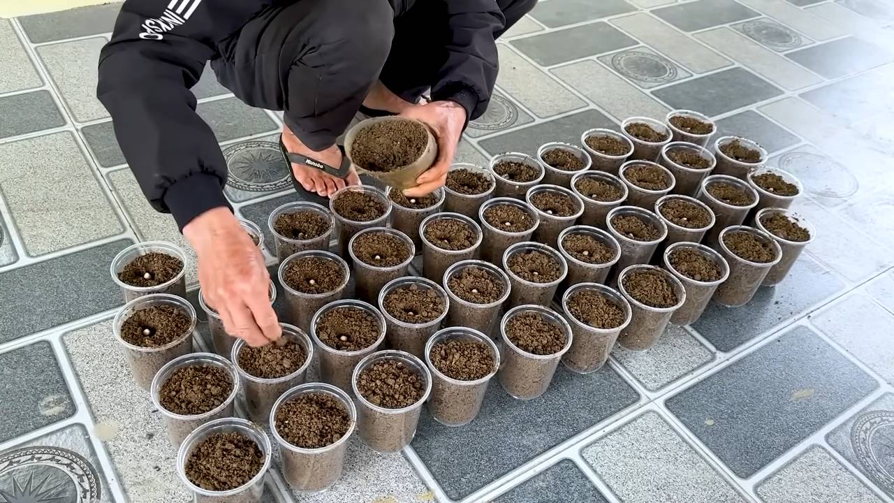 Growing peanuts at home