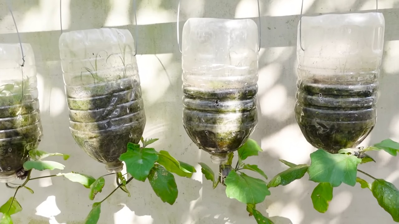 Grow Eggplants in Containers
