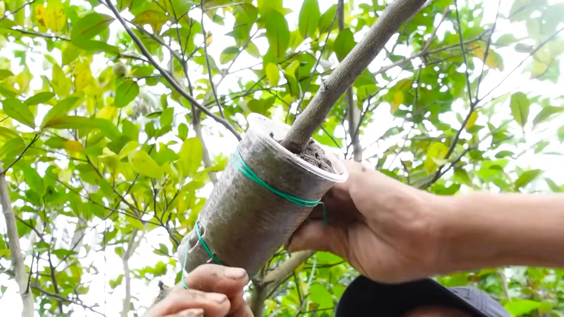 Lemon tree harvest tips