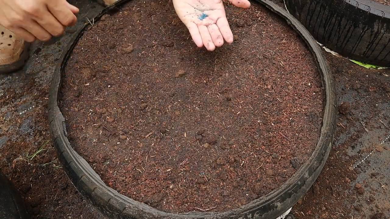 Kid friendly carrot growing